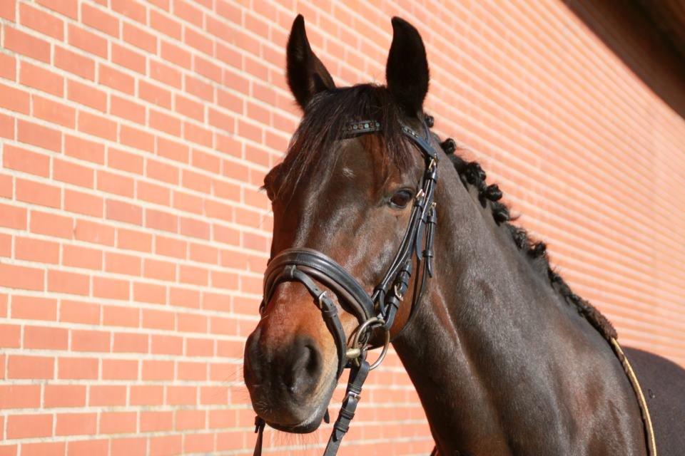 Traver Julius R.I.P :'( billede 2