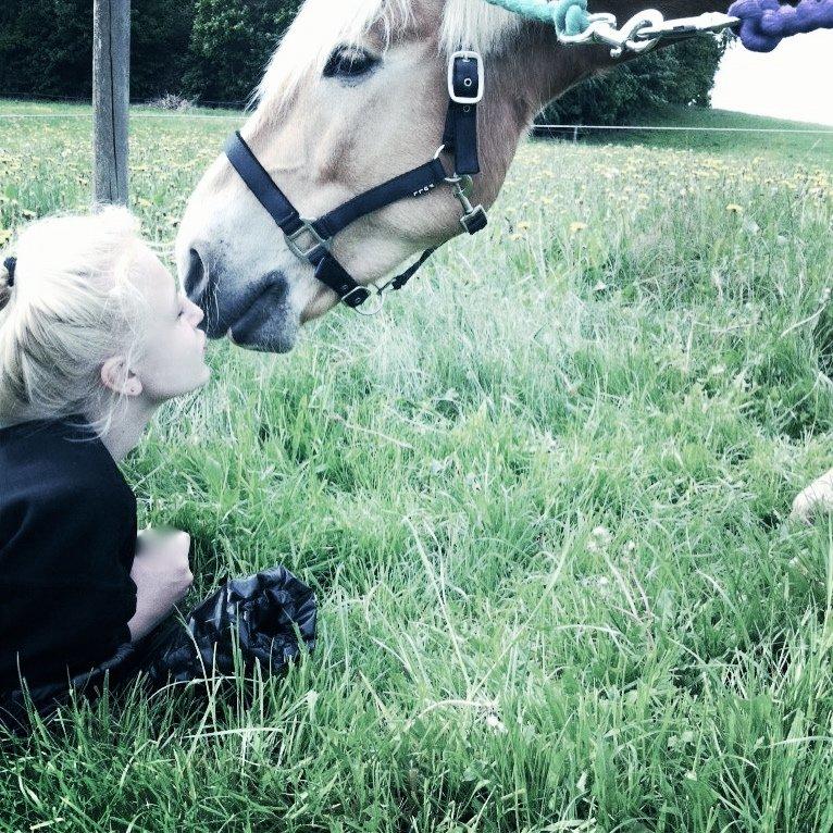 Haflinger Absalon billede 2