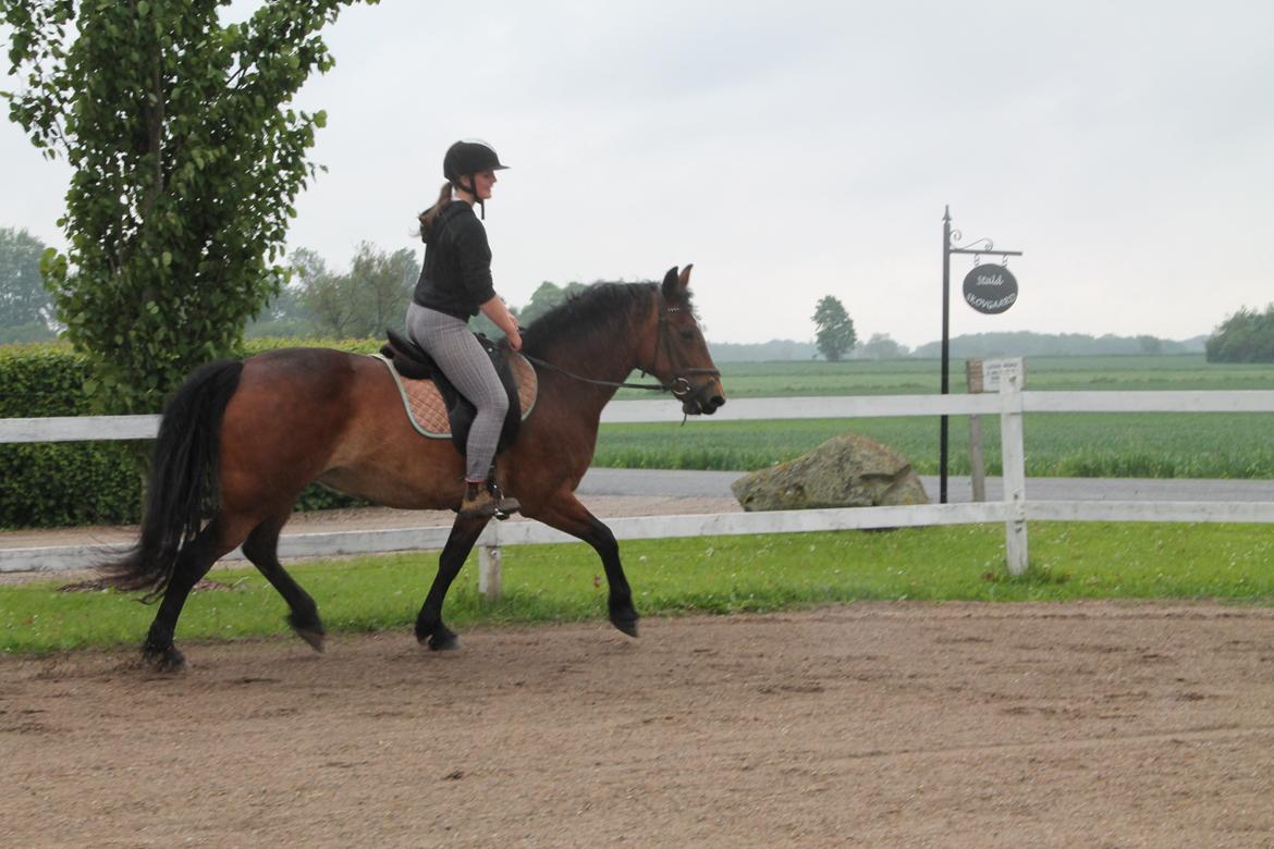 Anden særlig race Fabienne - 29-05-2013. billede 11