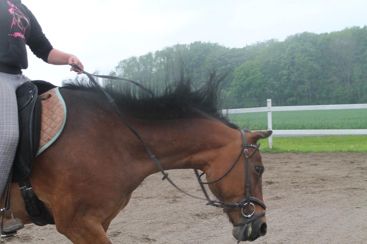 Anden særlig race Fabienne - 29-05-2013. Shake it! billede 4