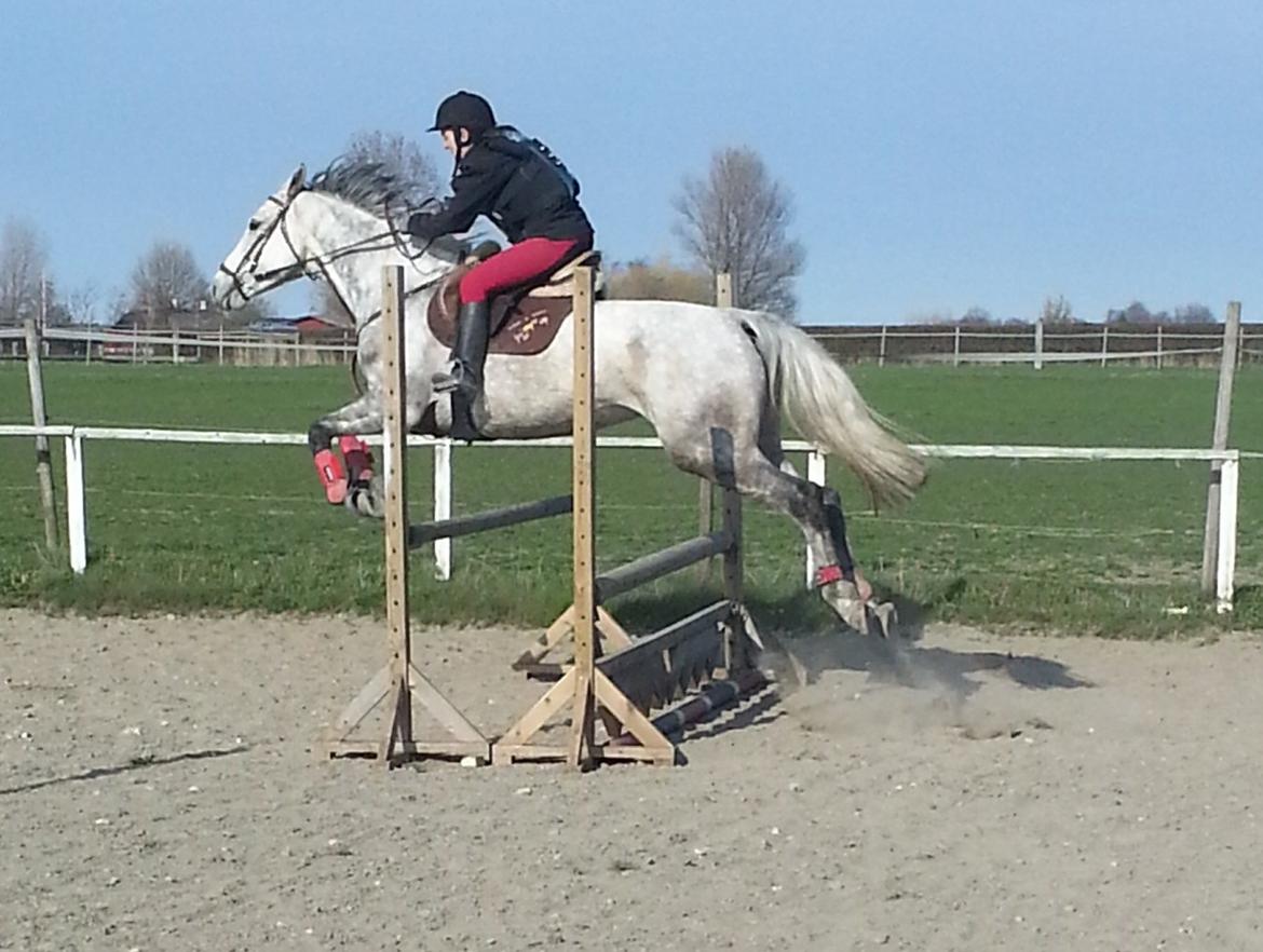 Dansk Varmblod Leto billede 7