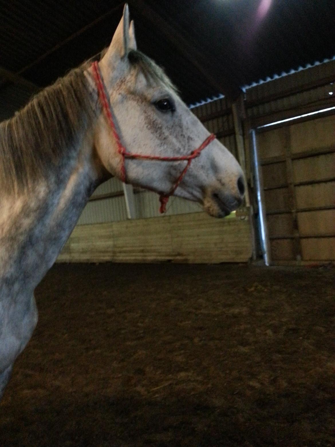 Dansk Varmblod Leto billede 8