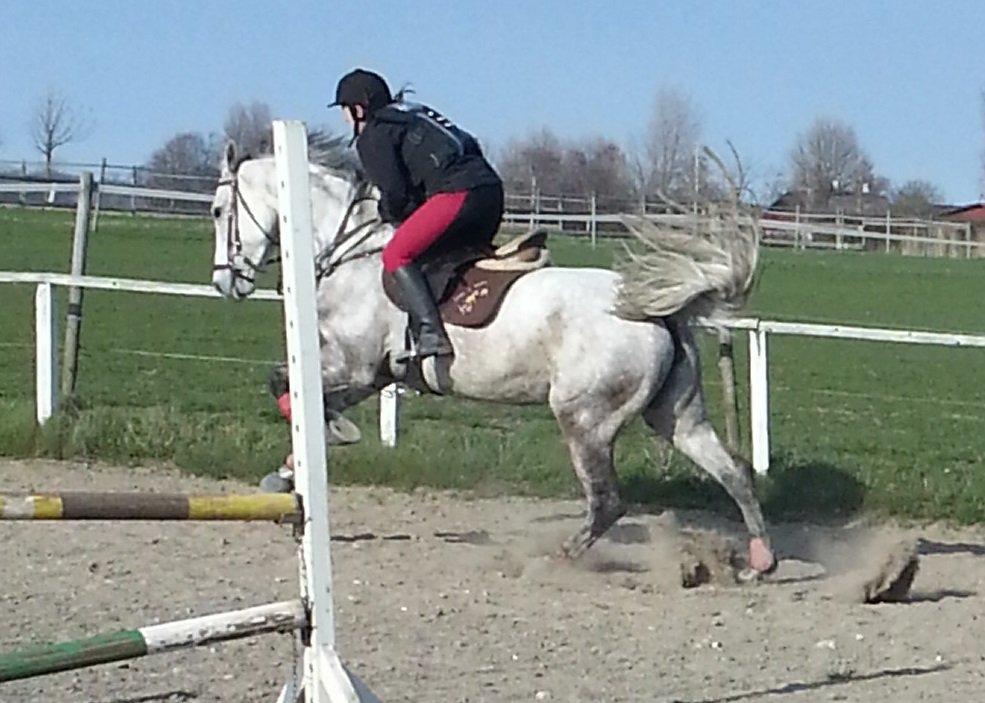 Dansk Varmblod Leto billede 9