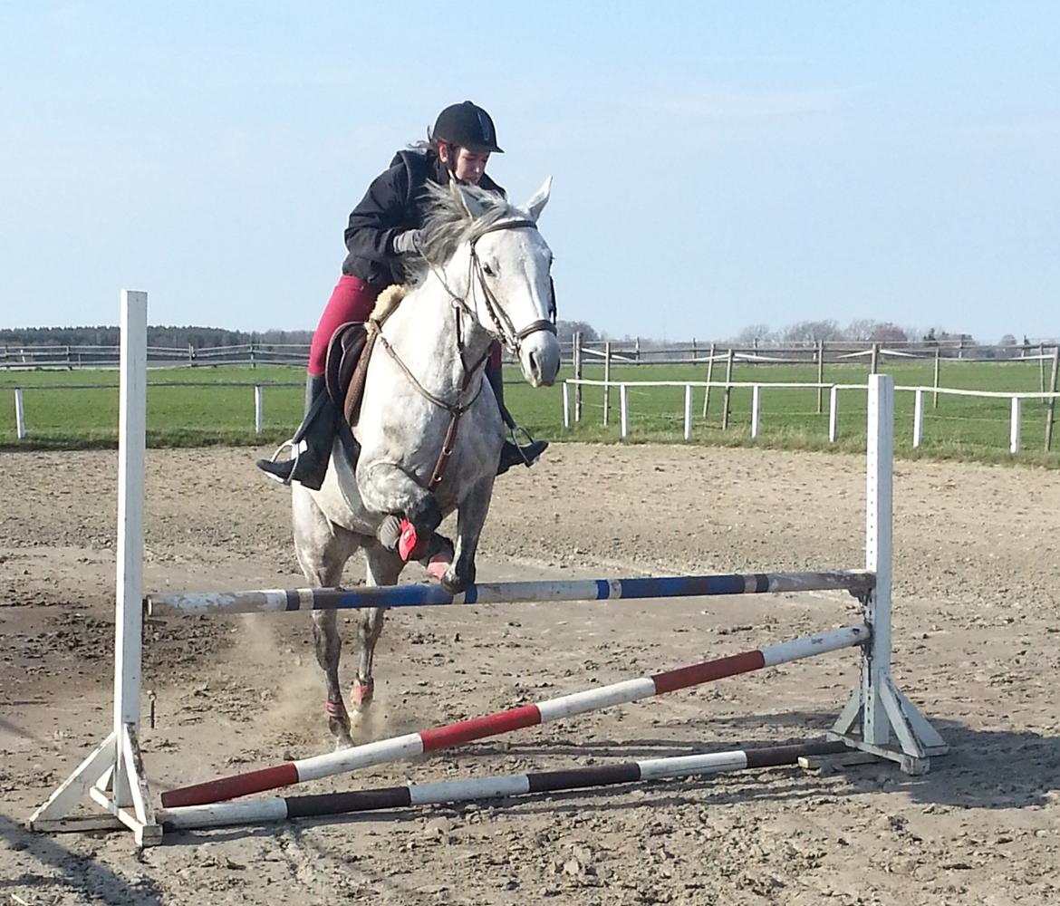 Dansk Varmblod Leto billede 10