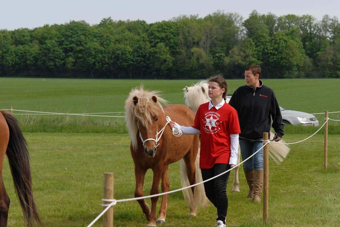 Islænder Kella fra Gjermose - Velkommen til Kella fra Gjermose´s profil! :-D  billede 1