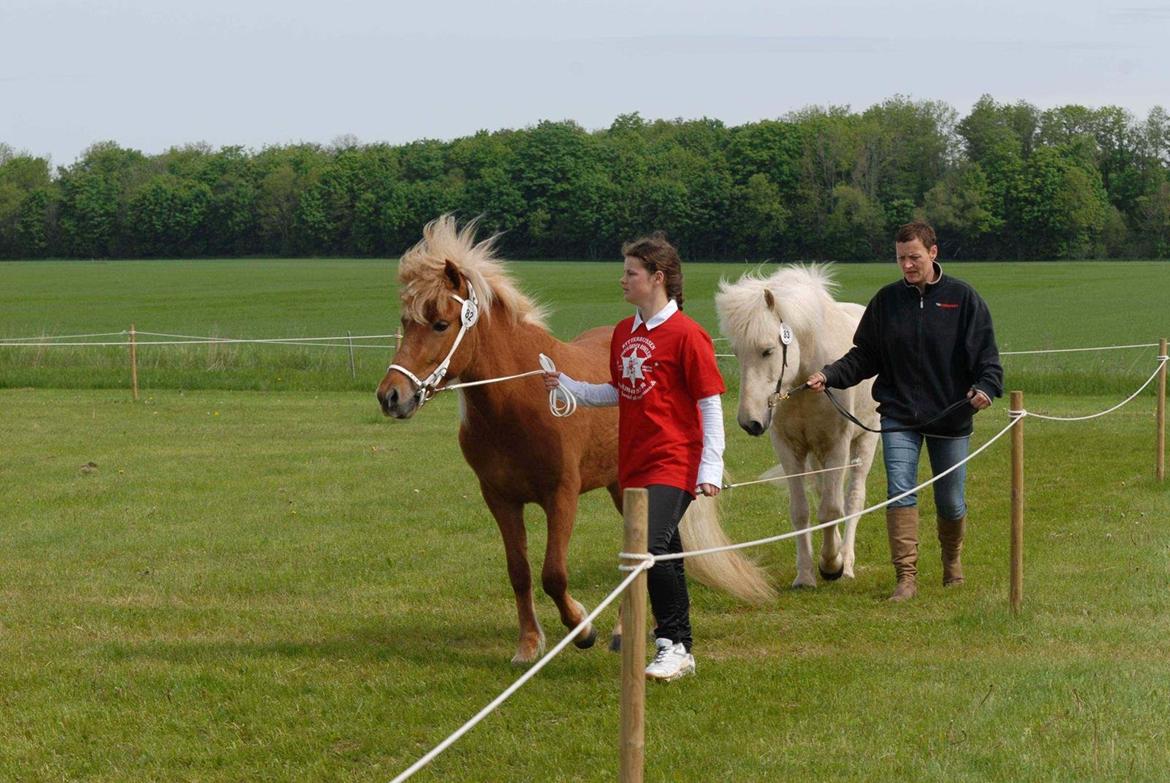 Islænder Kella fra Gjermose billede 2