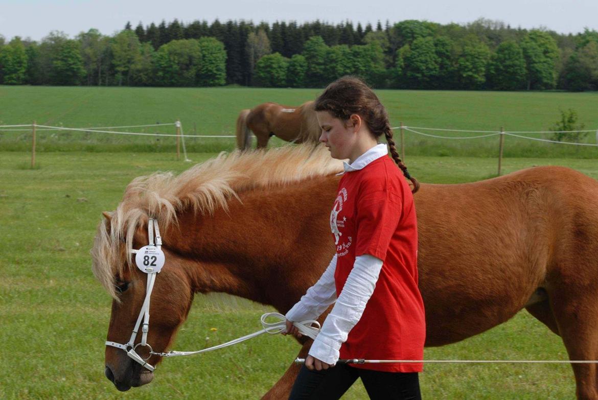 Islænder Kella fra Gjermose billede 3