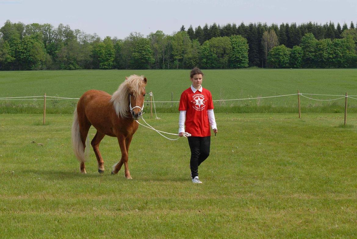 Islænder Kella fra Gjermose billede 4