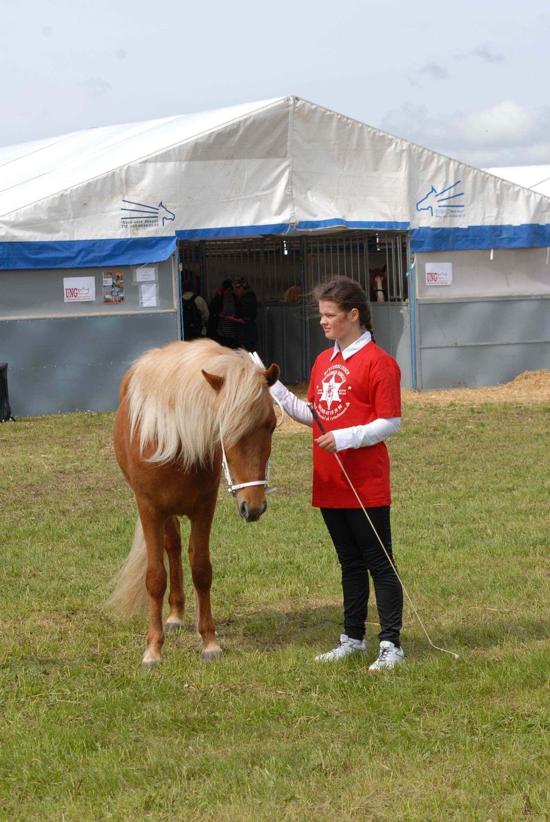 Islænder Kella fra Gjermose billede 5