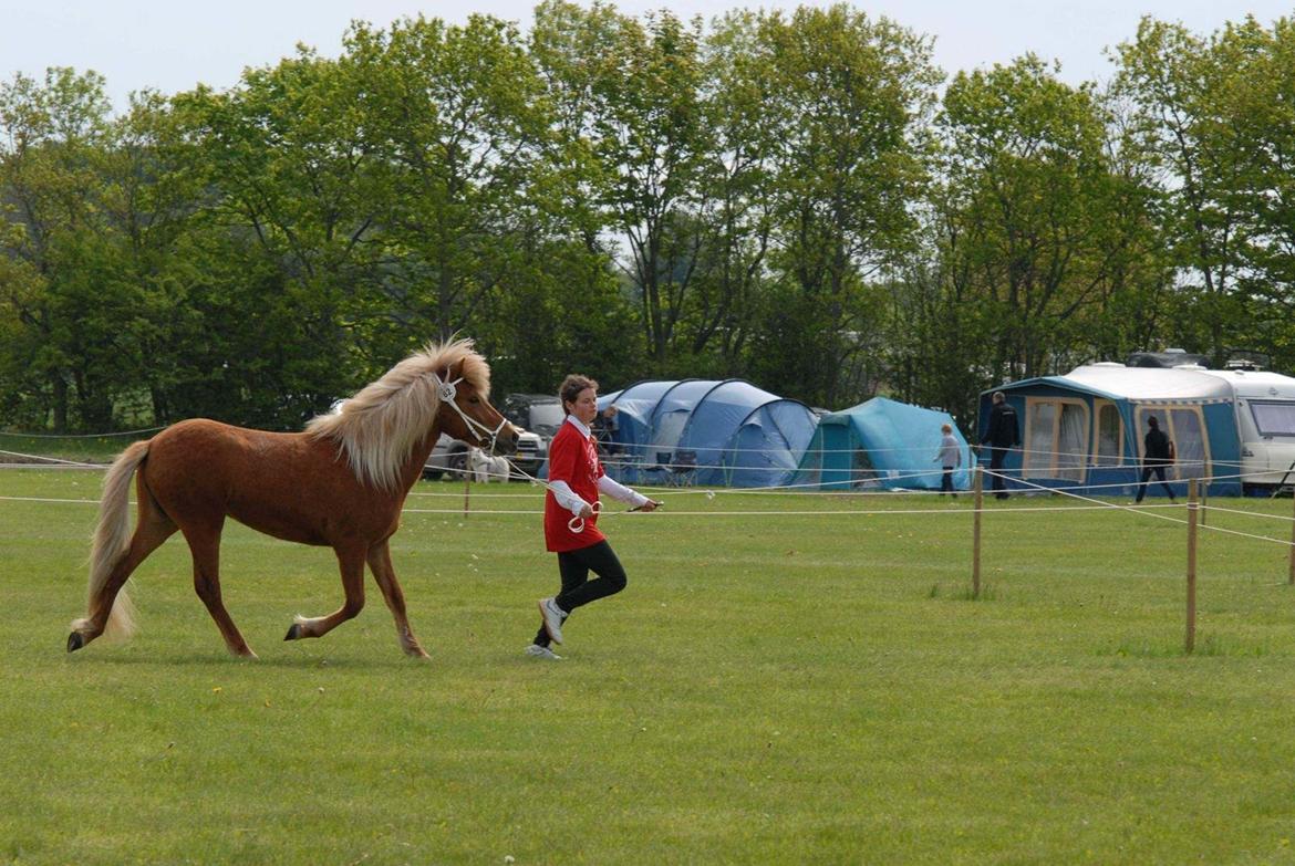 Islænder Kella fra Gjermose billede 6