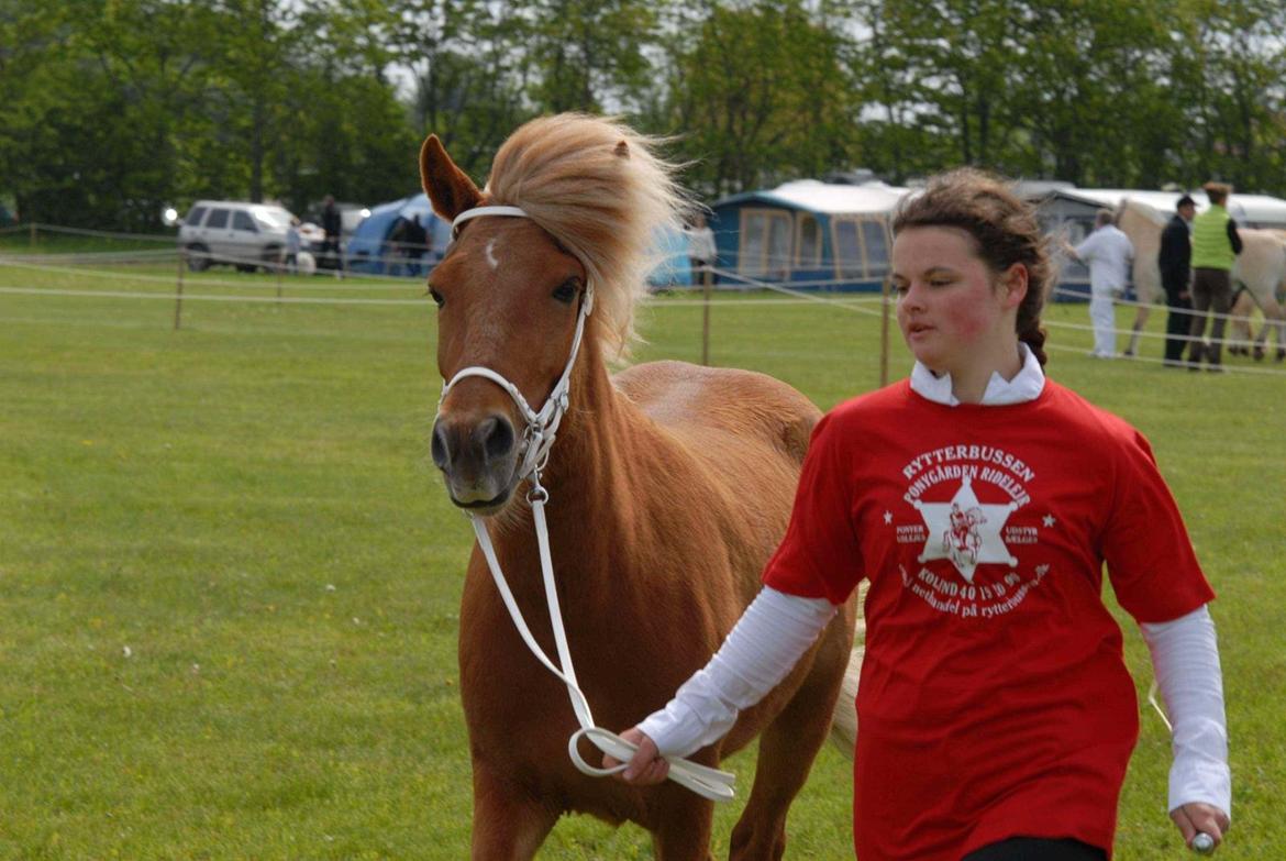 Islænder Kella fra Gjermose billede 7