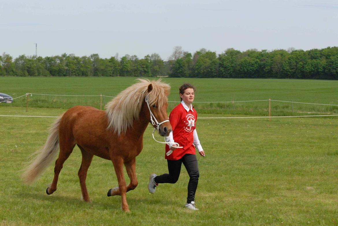 Islænder Kella fra Gjermose billede 8
