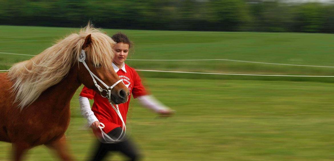 Islænder Kella fra Gjermose billede 9