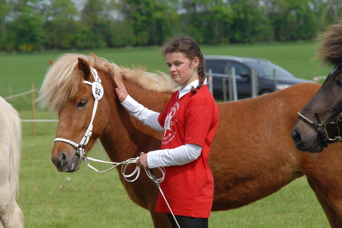 Islænder Kella fra Gjermose billede 10