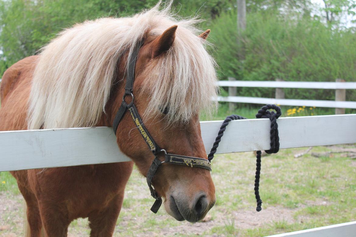 Islænder Kella fra Gjermose billede 11