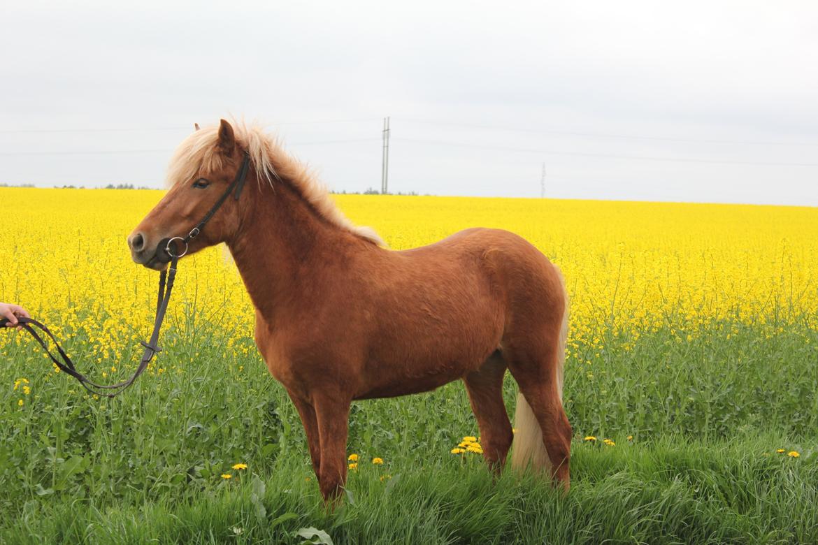Islænder Kella fra Gjermose billede 12