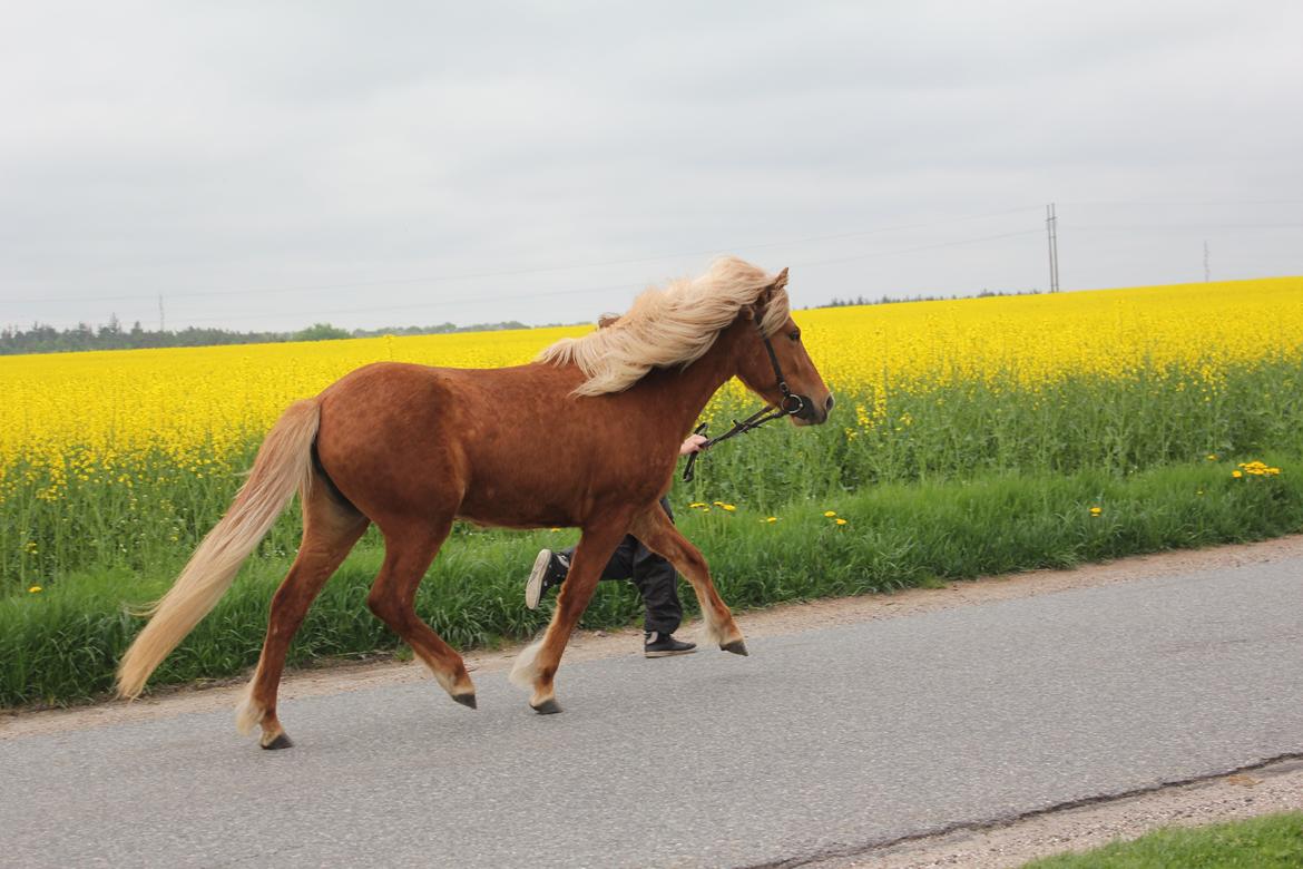 Islænder Kella fra Gjermose billede 13