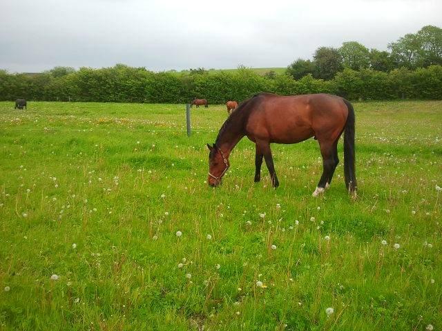 Holstener Mailunds Calua billede 16