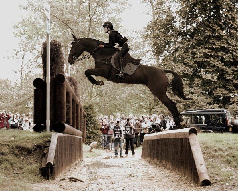 Dansk Varmblod Toftegårdens Carisma billede 18