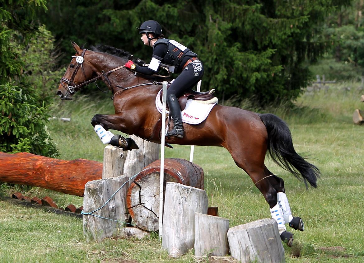 Dansk Varmblod Toftegårdens Carisma - Vinder CNC* billede 3