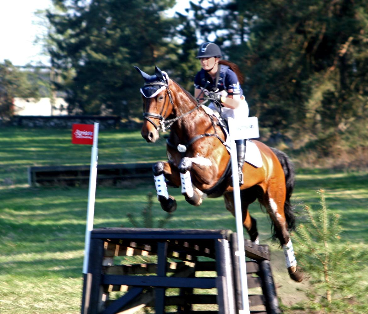 Dansk Varmblod Toftegårdens Carisma - CNC* billede 20
