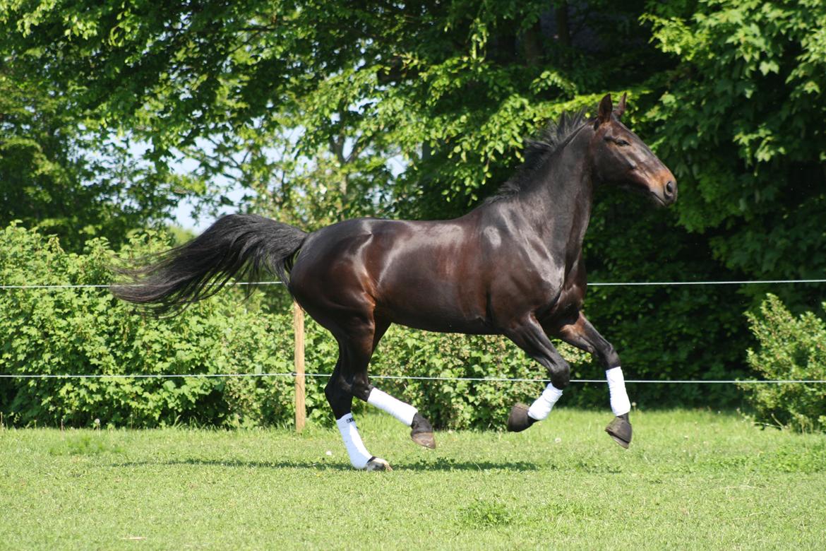 Oldenborg Isabella af mindet billede 7