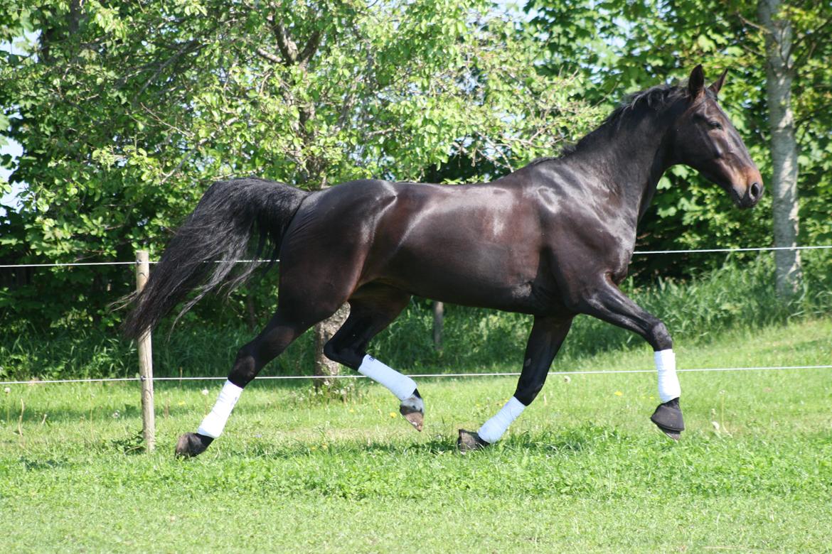 Oldenborg Isabella af mindet - Velkommen til Isabellas profil <3 billede 9