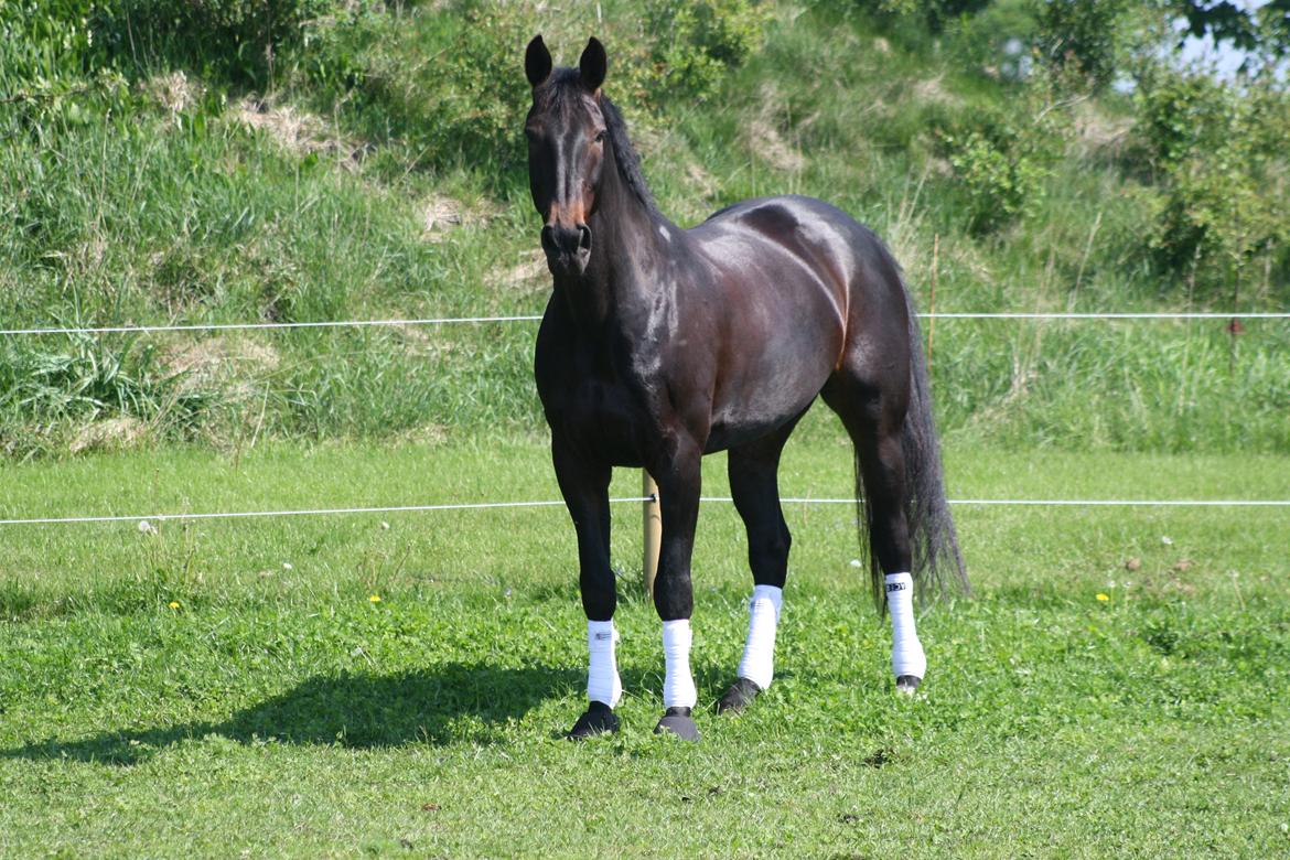 Oldenborg Isabella af mindet billede 19