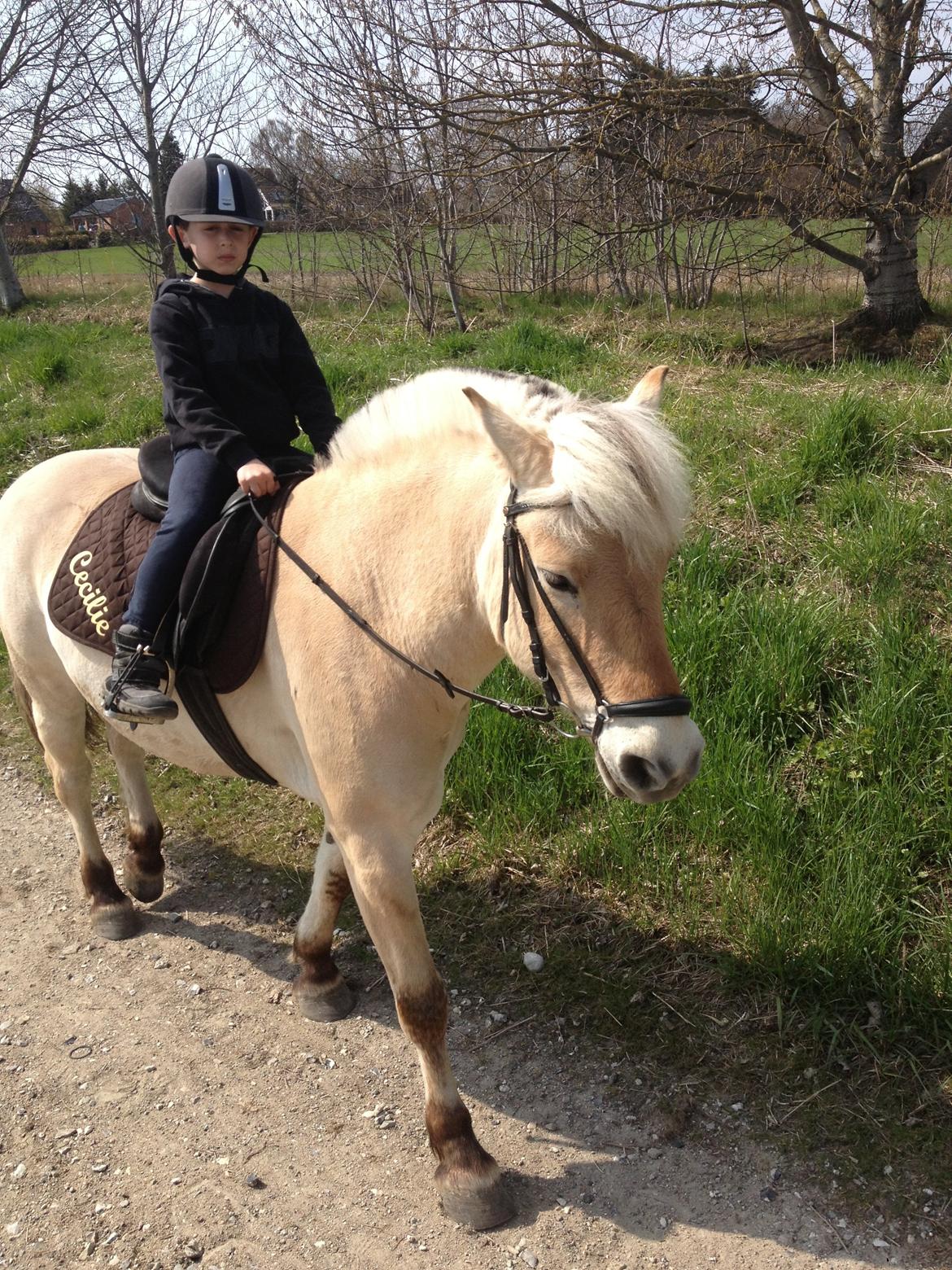 Fjordhest Asterix - lille bror på tur <3 billede 14
