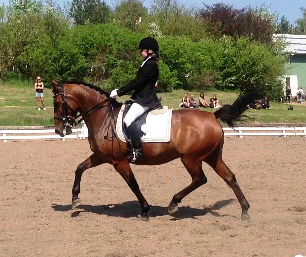 Oldenborg Mon´roe Hedegaard "Mudde" - MB0 skåderideklub billede 20