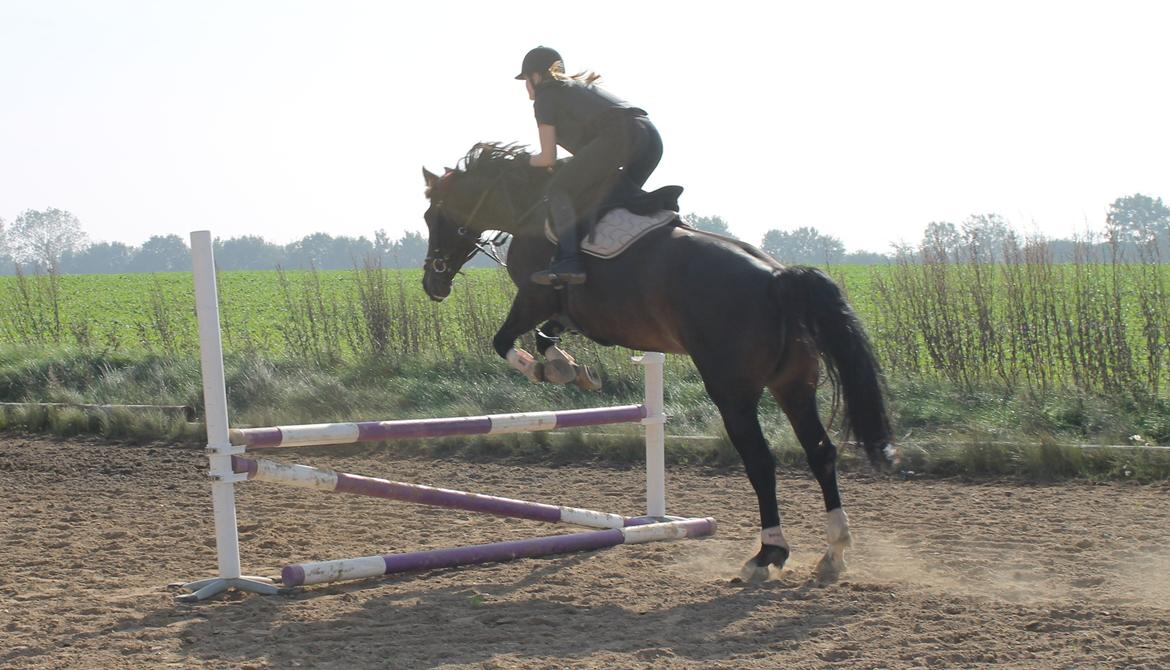 Anden særlig race Flying Maddie billede 16