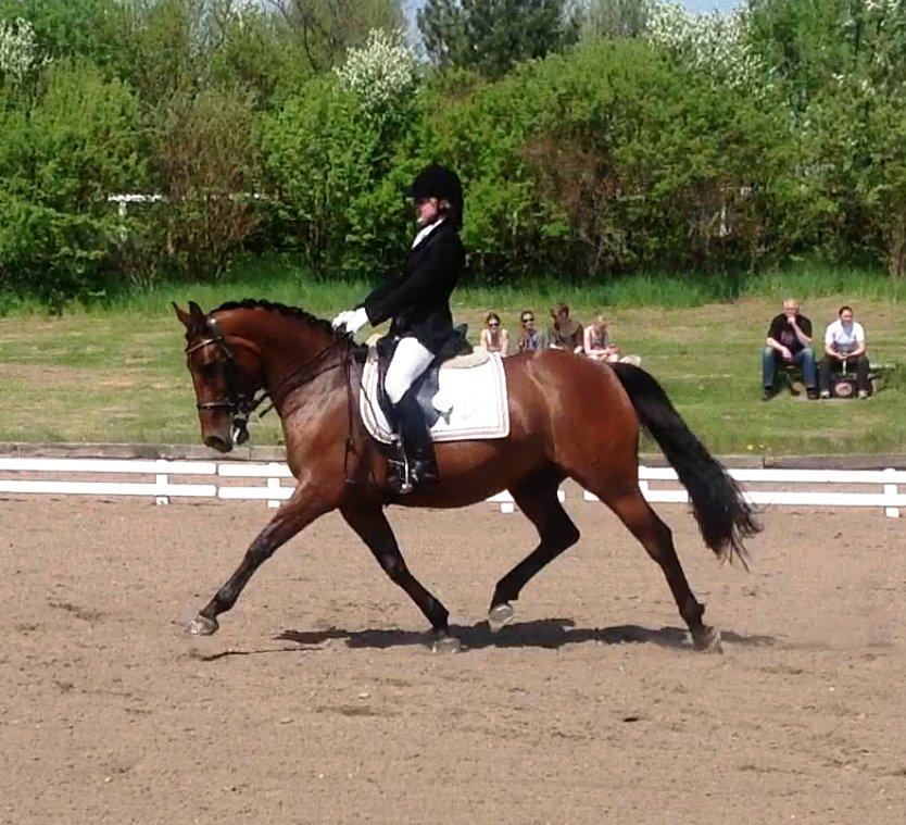 Oldenborg Mon´roe Hedegaard "Mudde" - MB0 skåderideklub billede 5