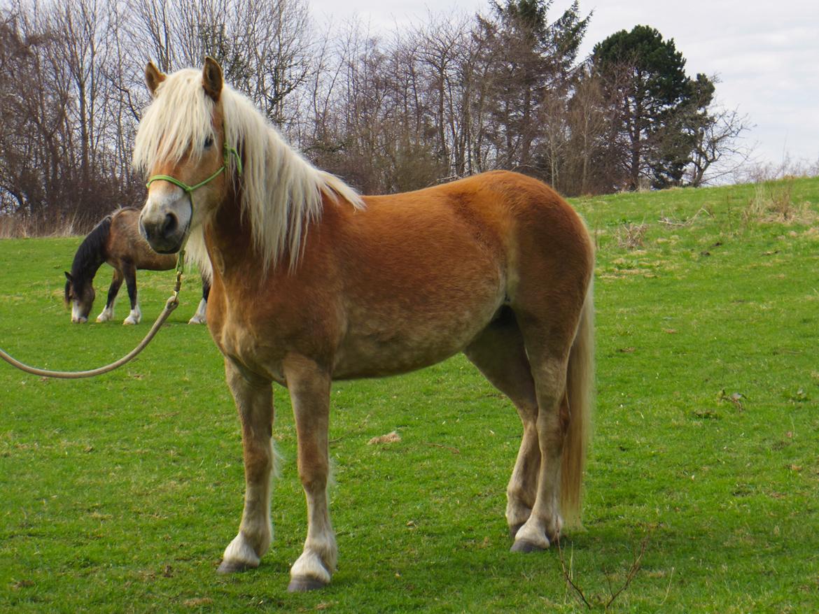 Tyroler Haflinger Alwina Stenbek billede 8
