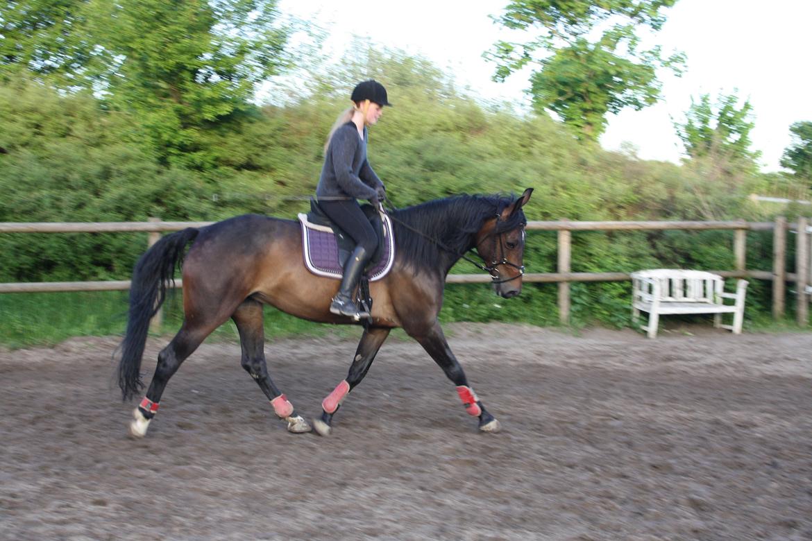 Anden særlig race Flying Maddie billede 17