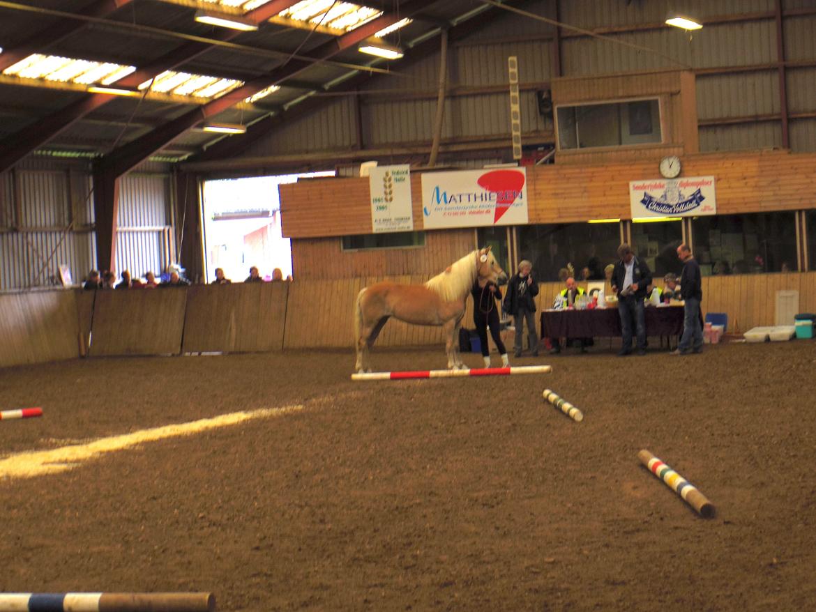 Tyroler Haflinger Alwina Stenbek - Kåring DTH maj 2013 billede 9