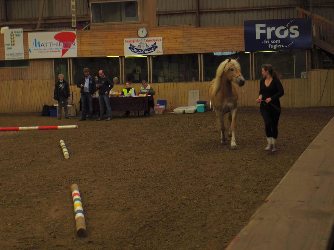 Tyroler Haflinger Alwina Stenbek - Kåring DTH maj 2013 billede 10