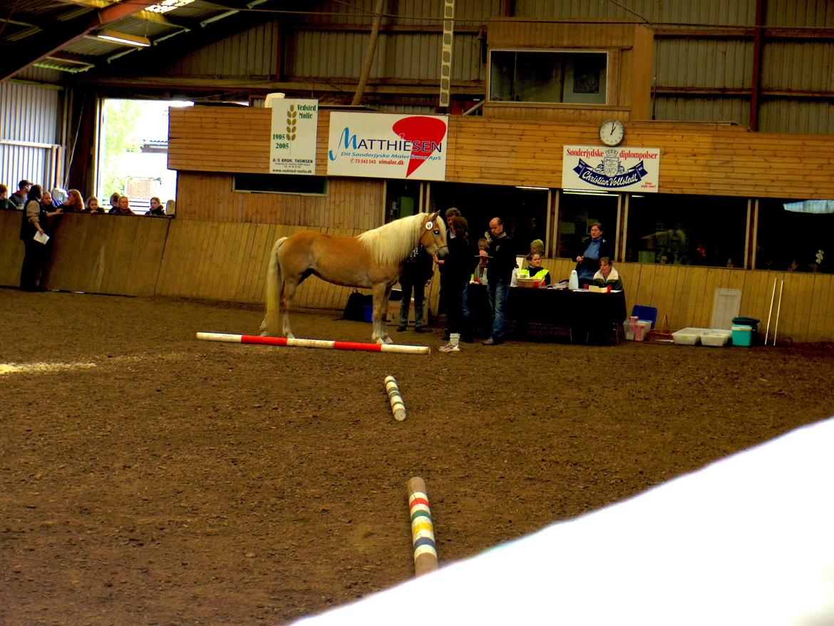 Tyroler Haflinger Alwina Stenbek - Kåring DTH maj 2013 billede 11