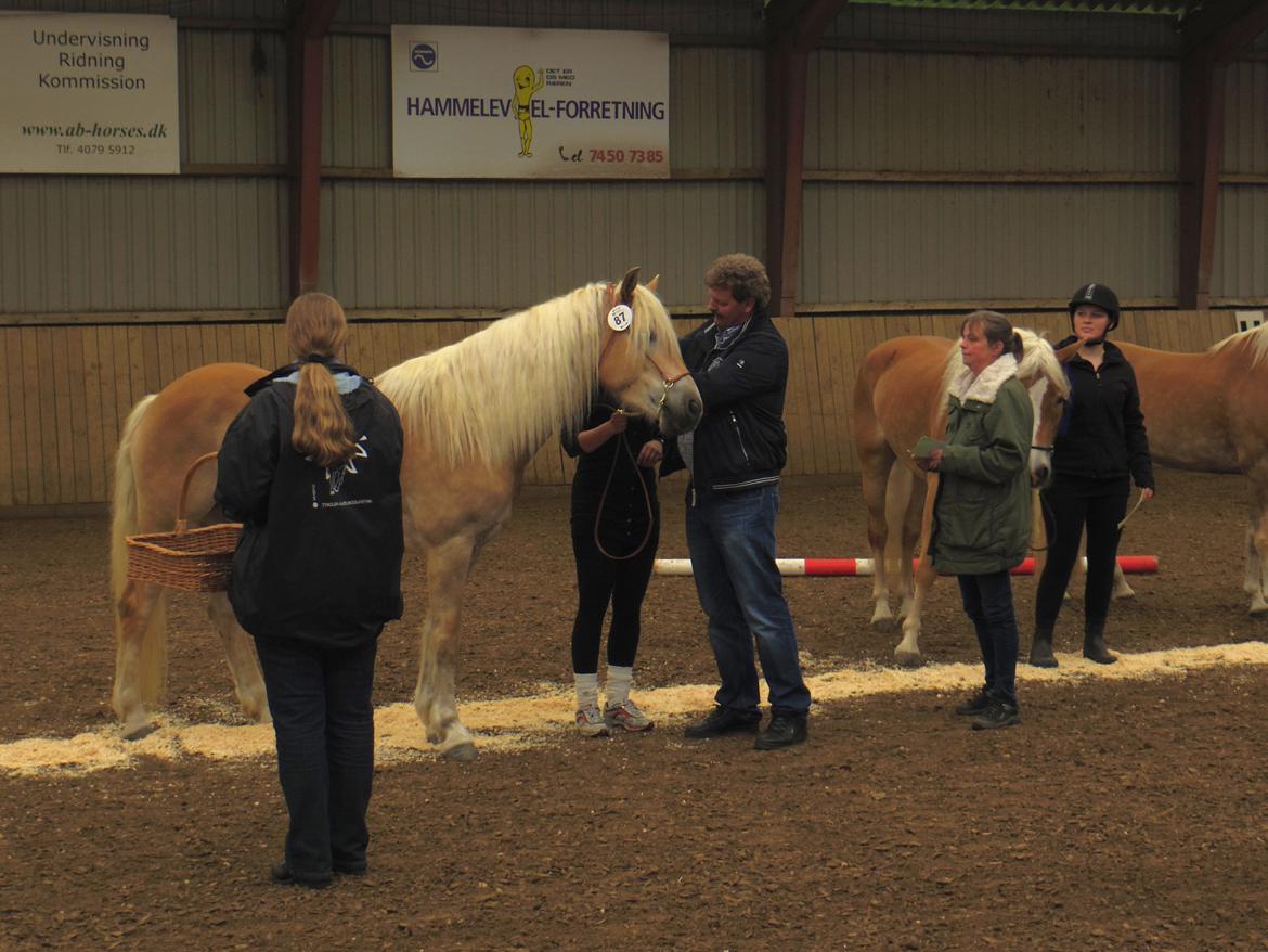 Tyroler Haflinger Alwina Stenbek - Kåring DTH maj 2013
7,5 point. Nok til at blive hingstemor... billede 12
