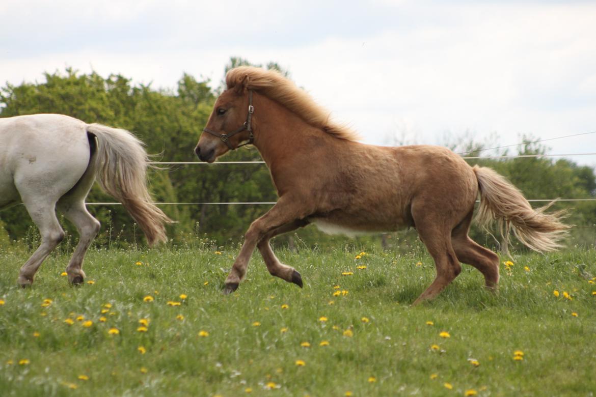 Islænder Funi fra Godset - I fuld firespring hen over bakkerne billede 1