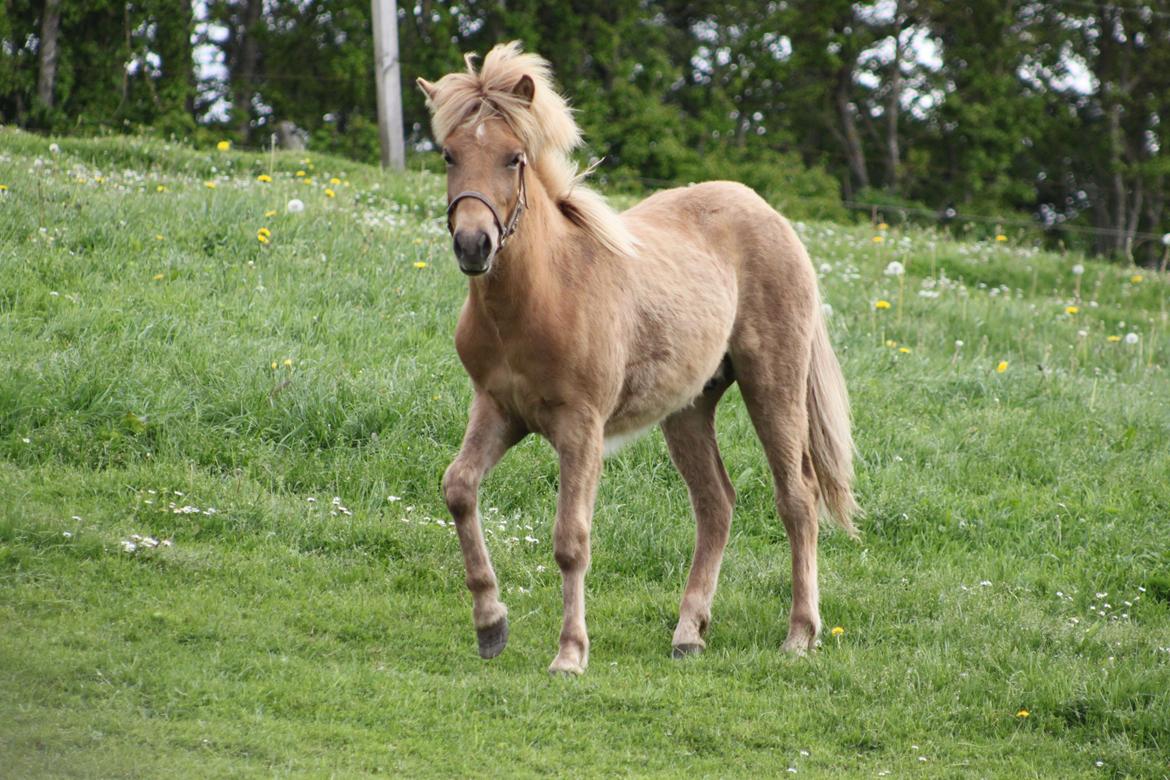 Islænder Funi fra Godset - Søde Funi billede 2