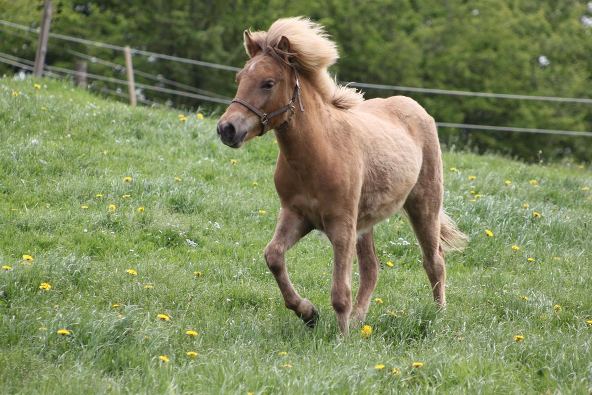 Islænder Funi fra Godset billede 3