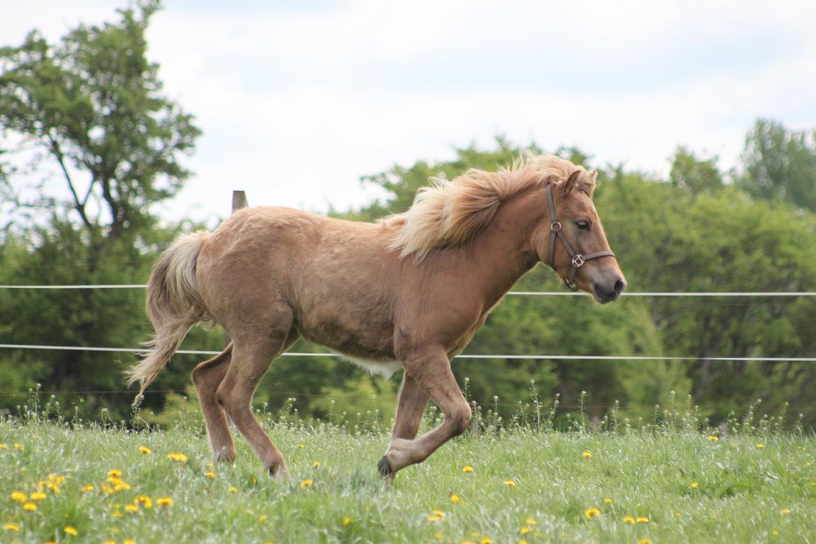 Islænder Funi fra Godset billede 4