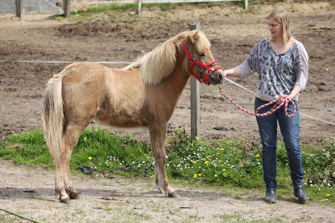 Islænder Funi fra Godset - 1. billede på sin nye adresse billede 5