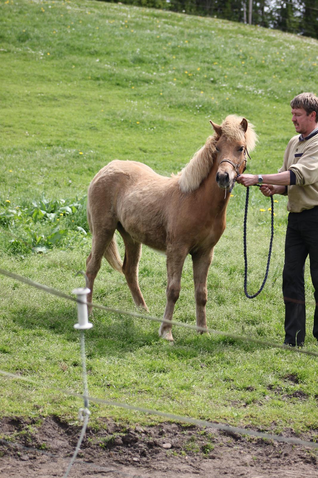 Islænder Funi fra Godset billede 6