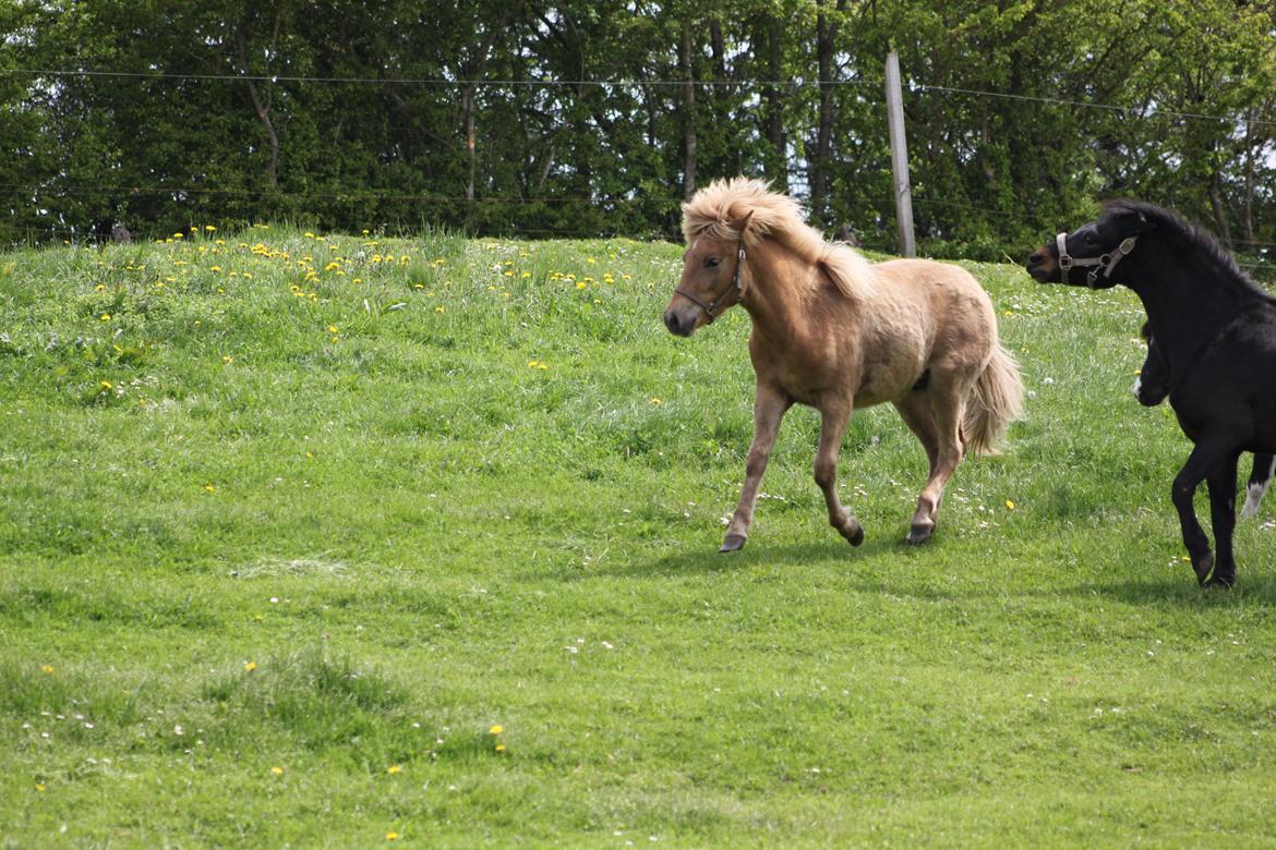 Islænder Funi fra Godset billede 7
