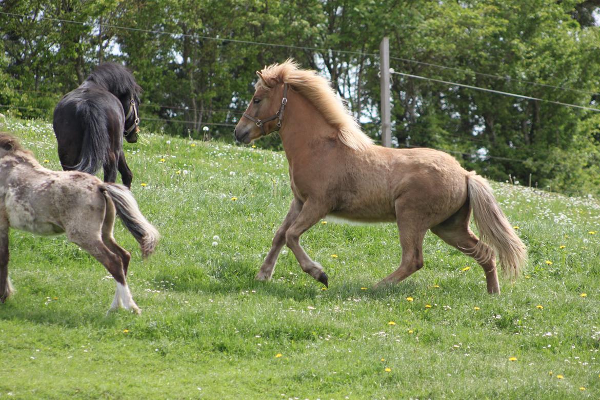 Islænder Funi fra Godset billede 8