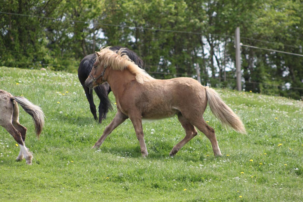 Islænder Funi fra Godset billede 9