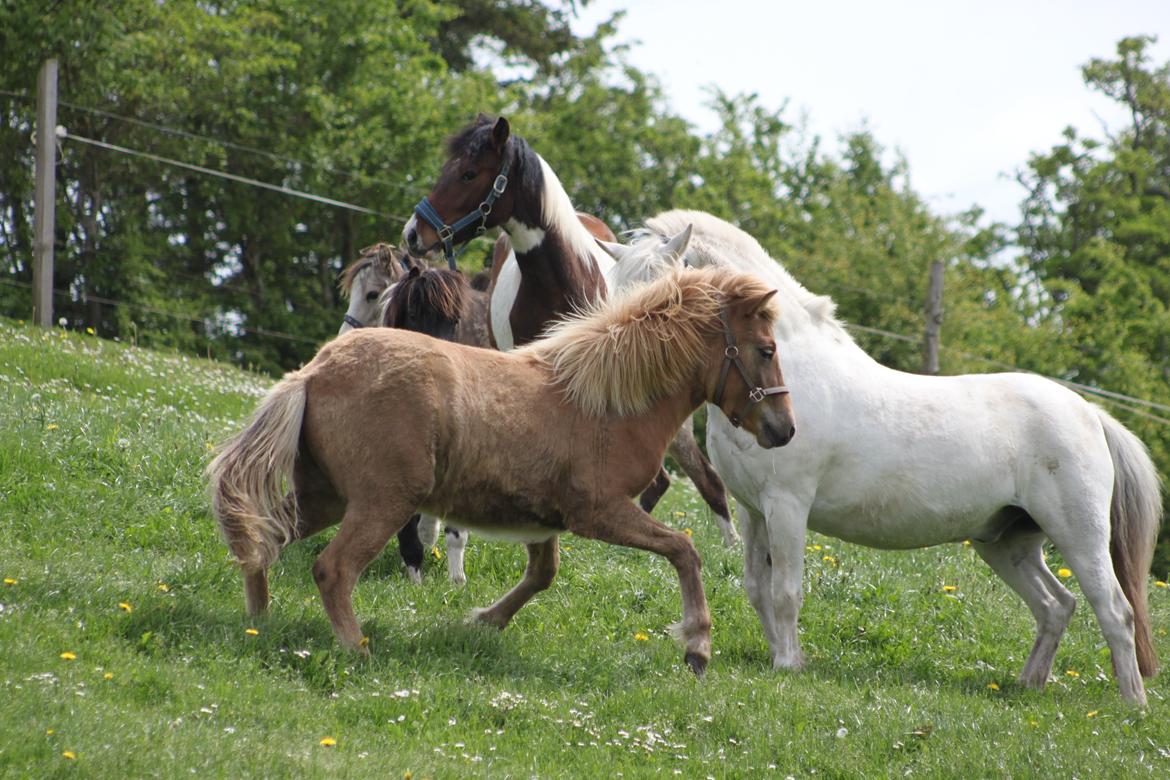 Islænder Funi fra Godset billede 10