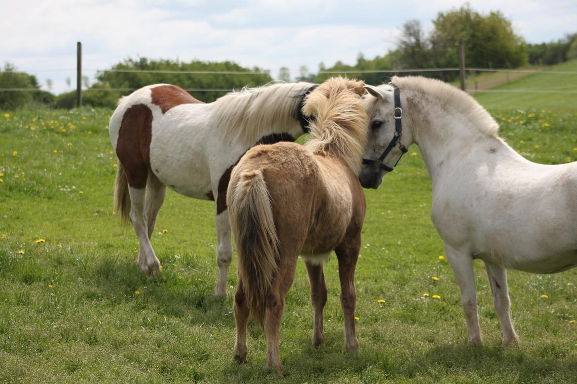 Islænder Funi fra Godset - Funi hilser på sine nye venner billede 11
