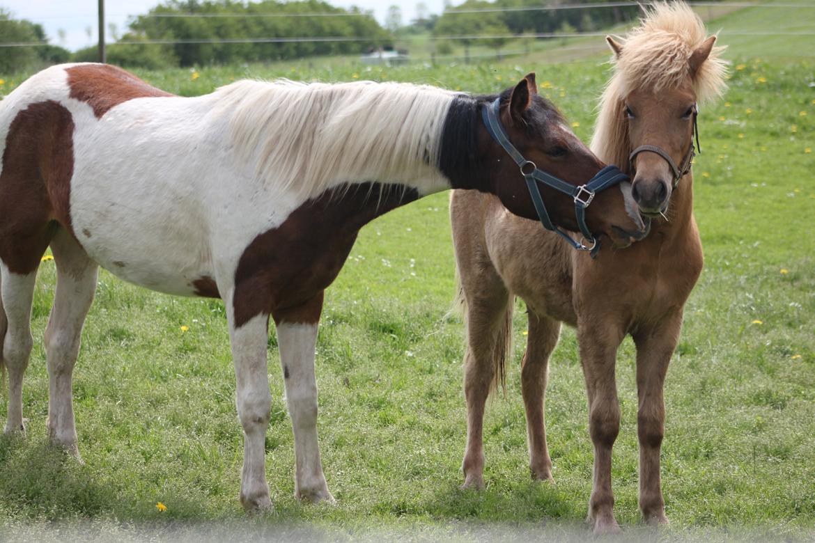 Islænder Funi fra Godset billede 12